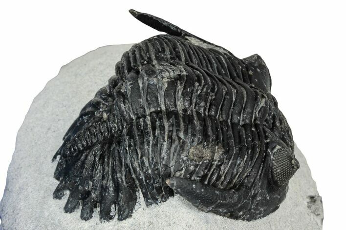 Detailed Hollardops Trilobite - Ofaten, Morocco #347777